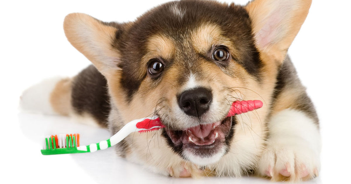 Brushing puppy teeth hotsell