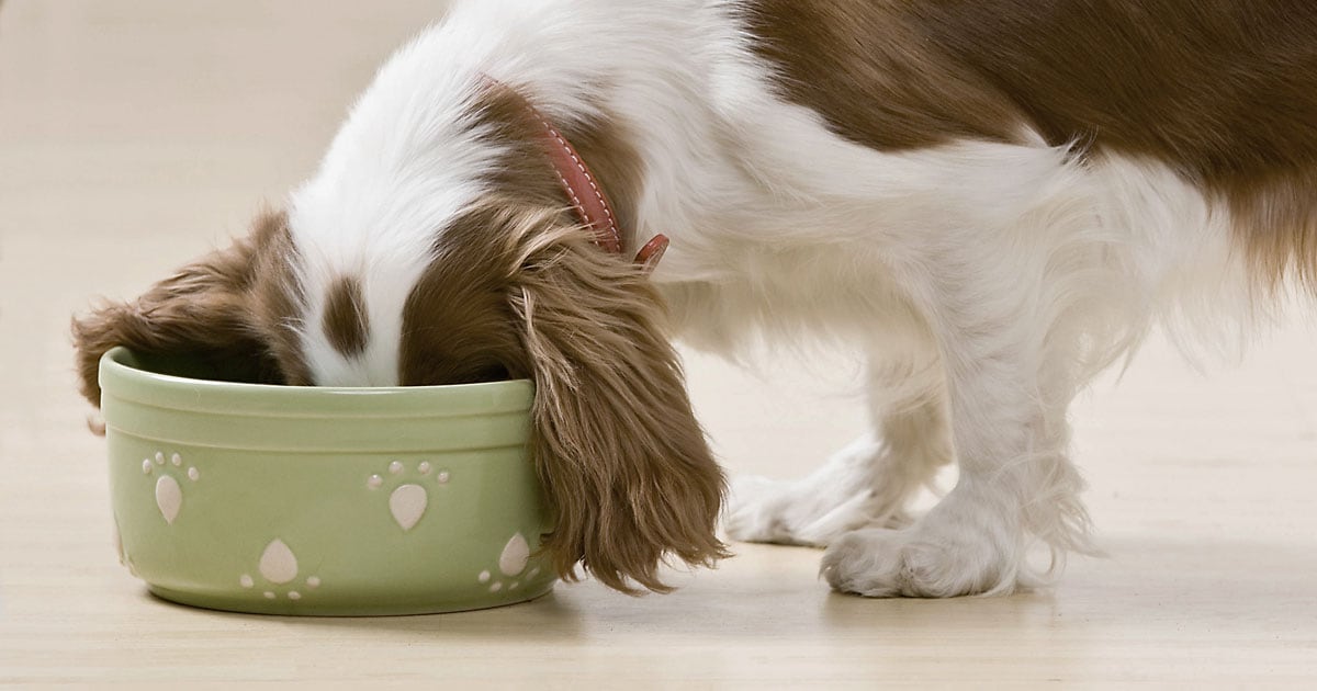 Limited Ingredient Dog Food Diets