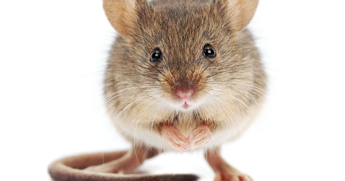 Learn About Mouse Poison and Keeping Your Pets Safe