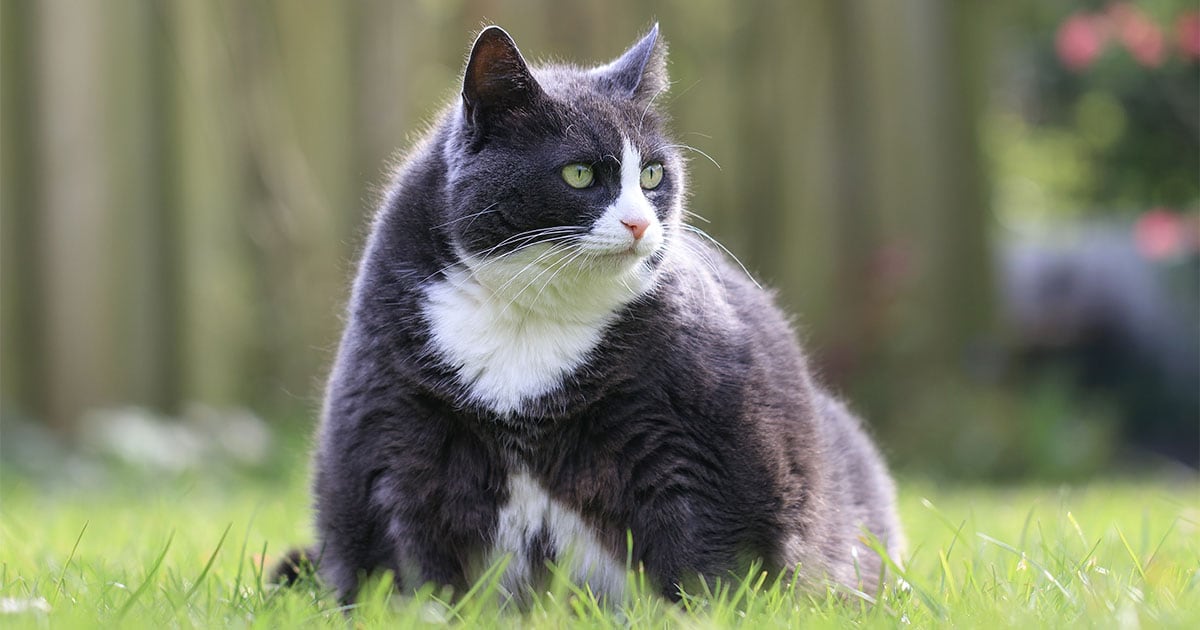 https://d6vhjw8wa28ve.cloudfront.net/wp-content/uploads/2017/01/close-up-of-overweight-cat-sitting-on-grass-011117.jpg