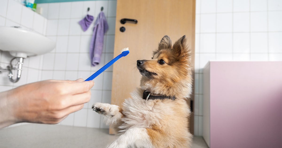 Do Dog Groomers Brush Teeth