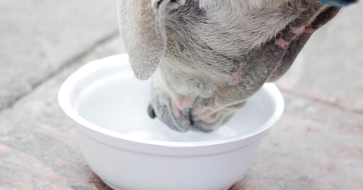 Dog drinks entire hot sale bowl of water