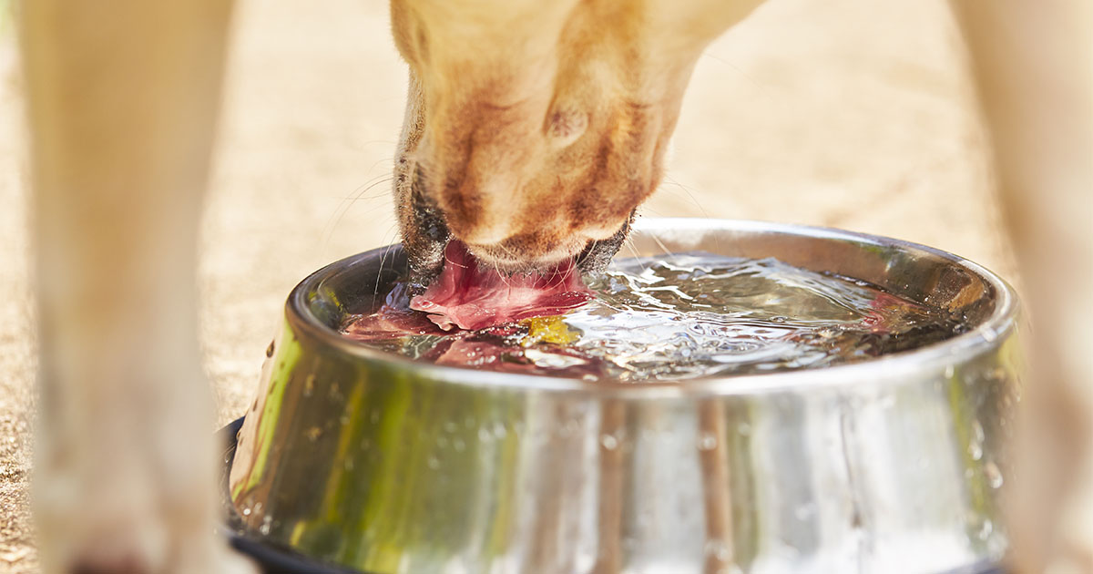 Water - Fixing the Most Neglected Nutrient in Your Dog's Diet