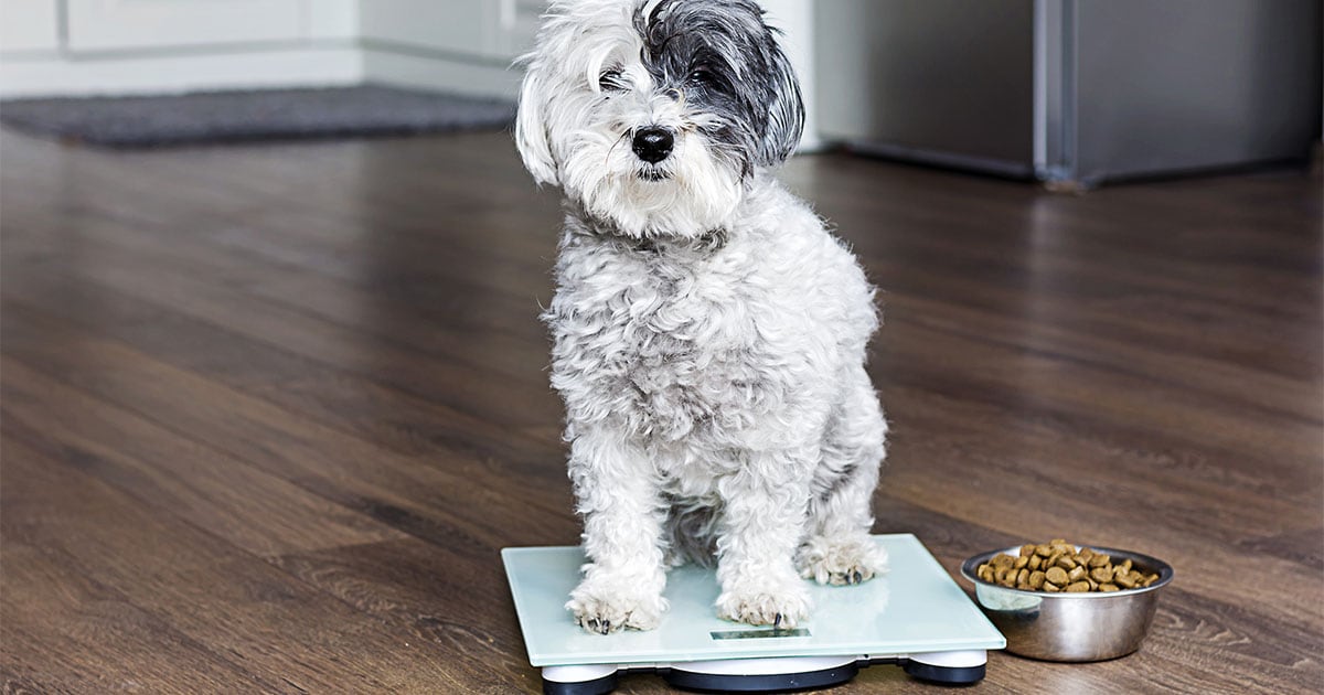 Diet for overweight outlet dogs