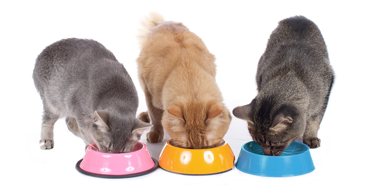 Cat store eating bowl