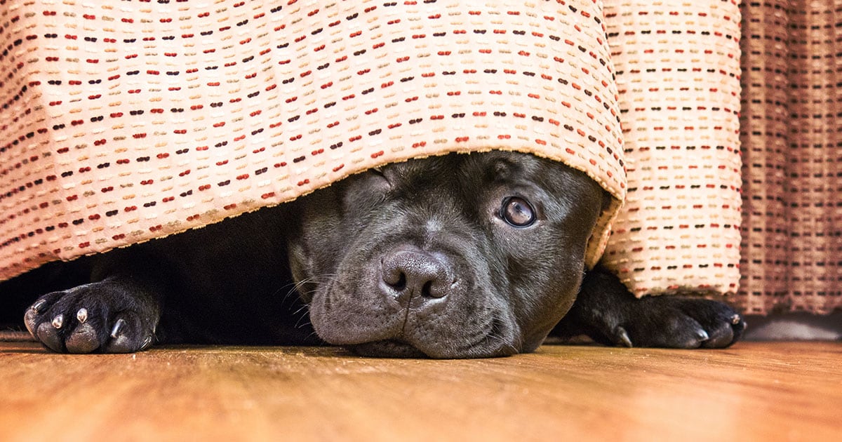 7 Tips for Adopting a Shy Dog