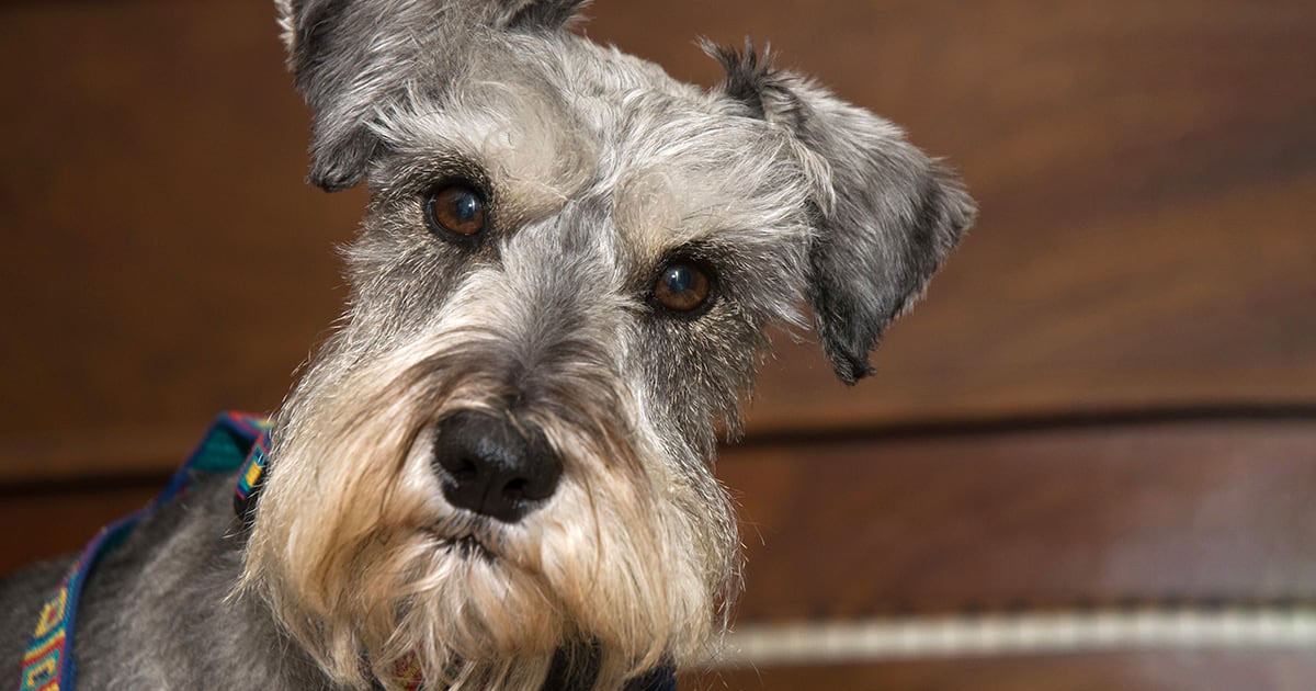 What Does High Cholesterol Mean In Dogs