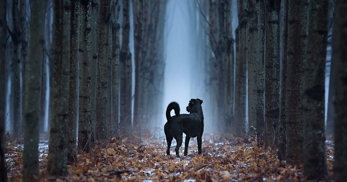 Can Your Dog See Ghosts?