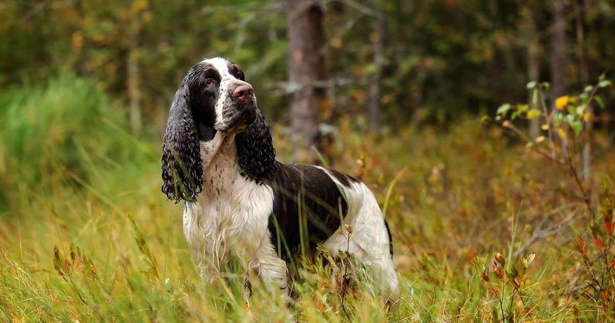 Are English Springer Spaniels Hunting Dogs