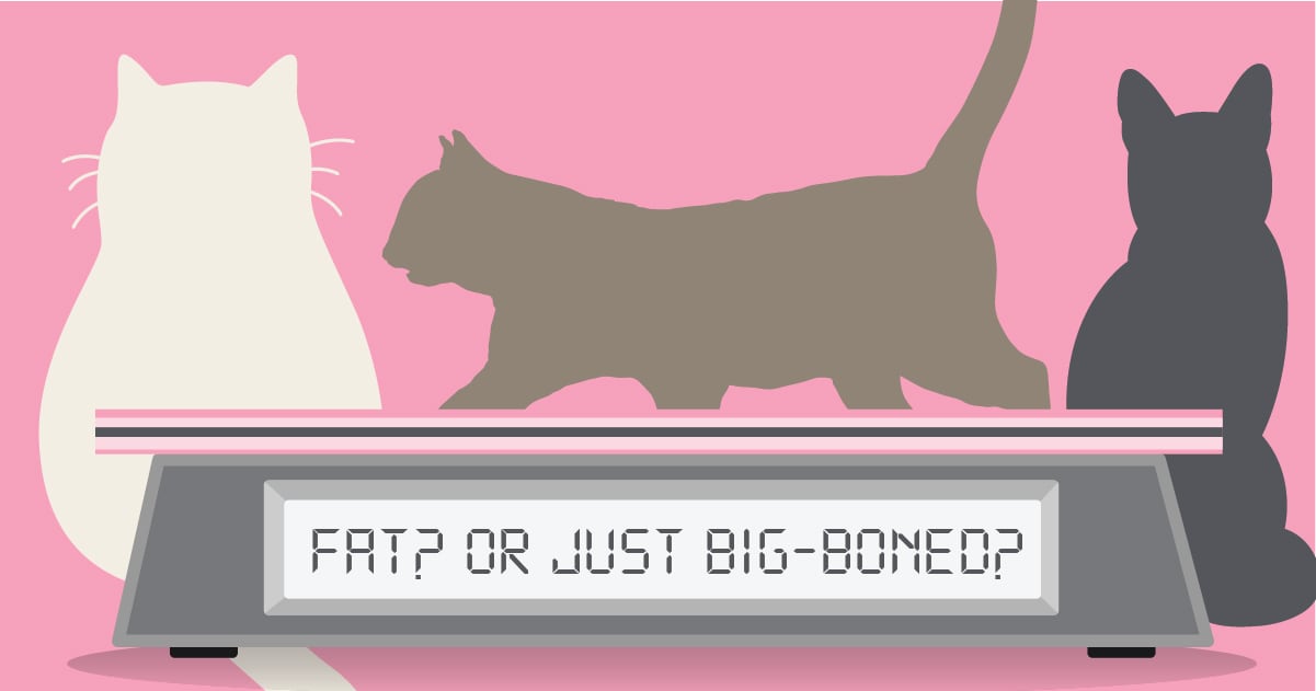 How to Tell If Your Cat is Overweight