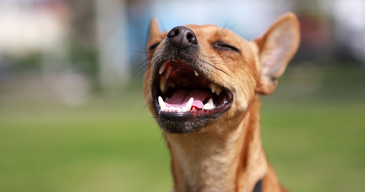 is it normal for puppies breath to smell