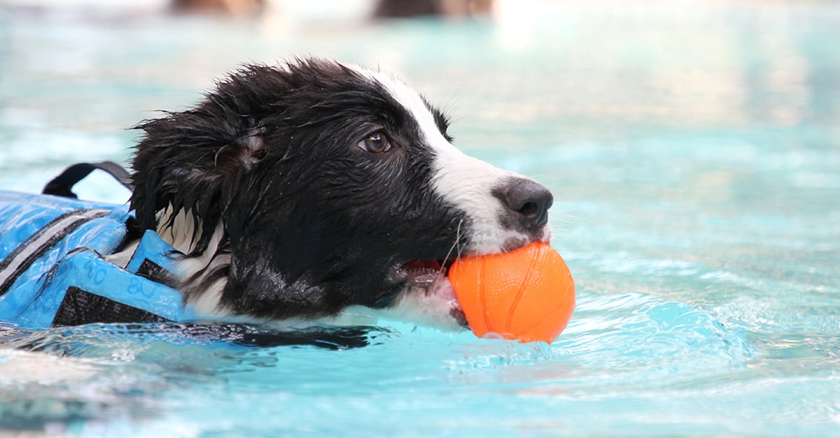 How Long Can A Dog Swim Without Drowning?  
