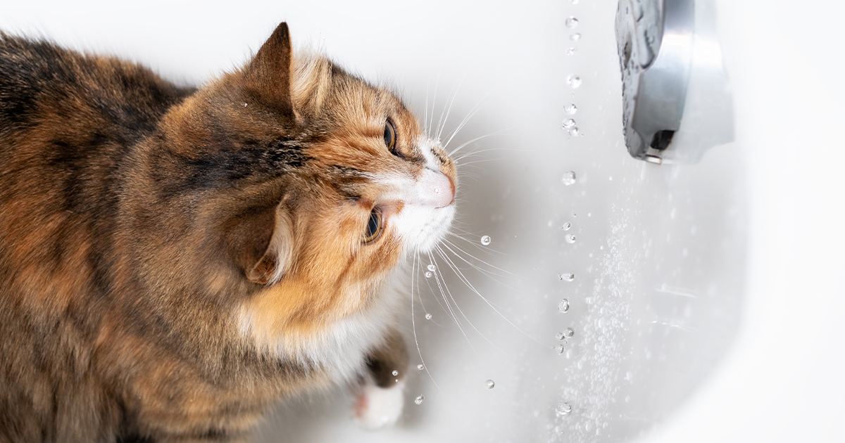 Compilation of Cats Who Don't Seem To Mind Taking Baths