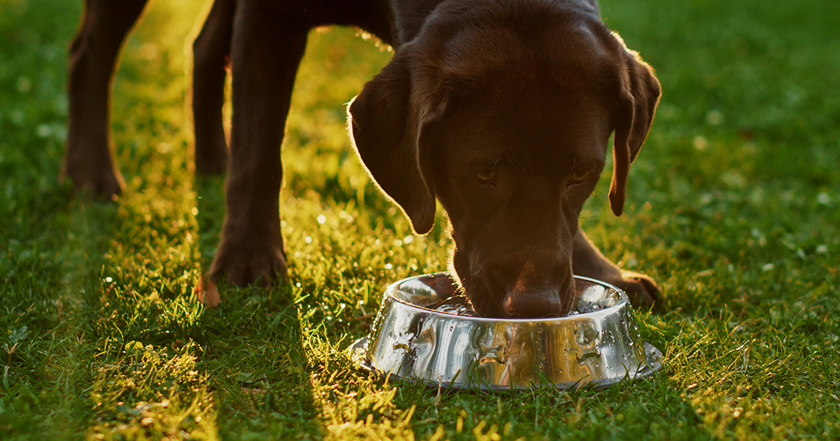 Dog drinking 2025 from bowl