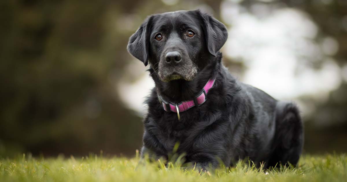 Aging dogs provide insights for human longevity