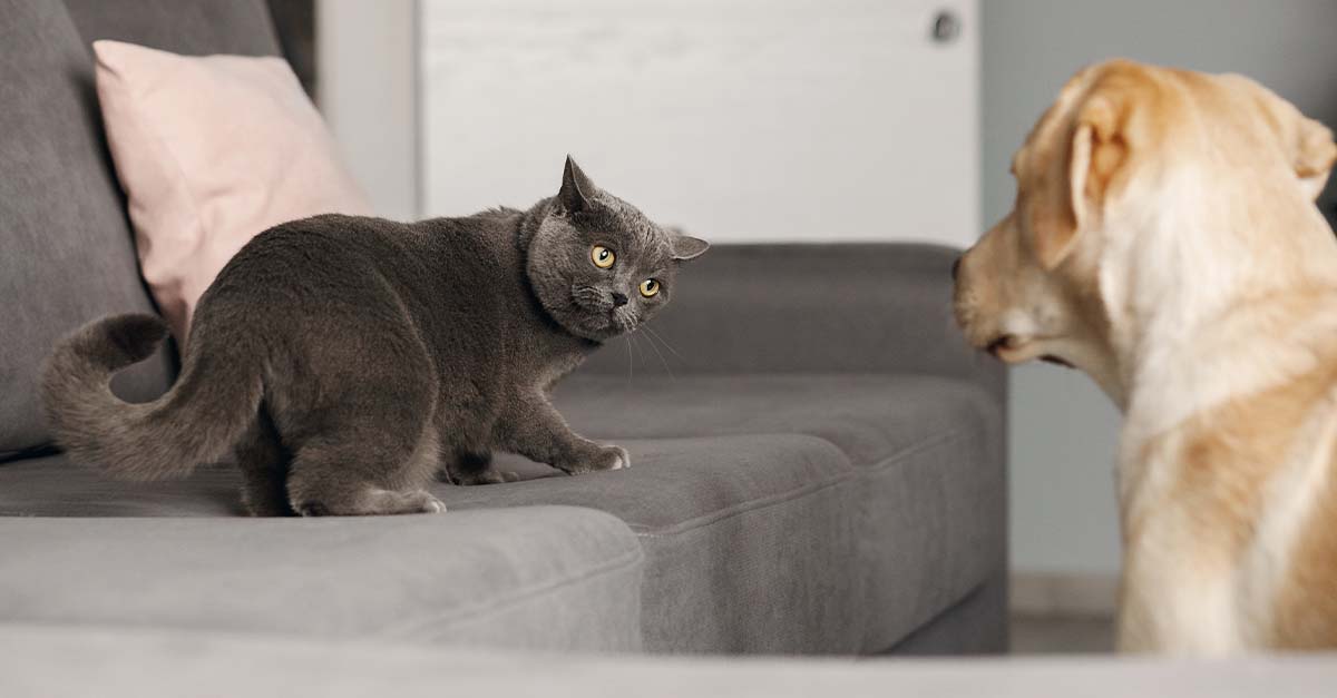 Why Do Dogs Hate Cats—and How Can You Help Them Get Along?