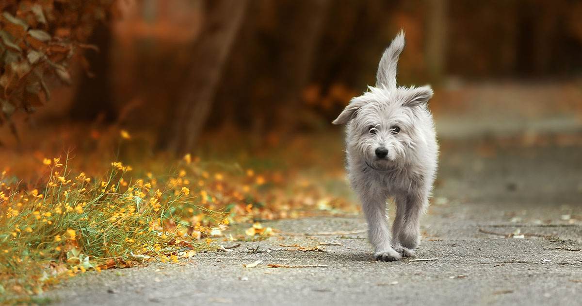 Dog finds hot sale way home