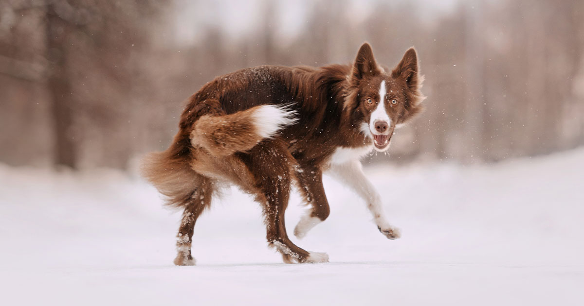 Peculiar Pet Facts: Dogs Love to Spin | Diamond Pet Foods