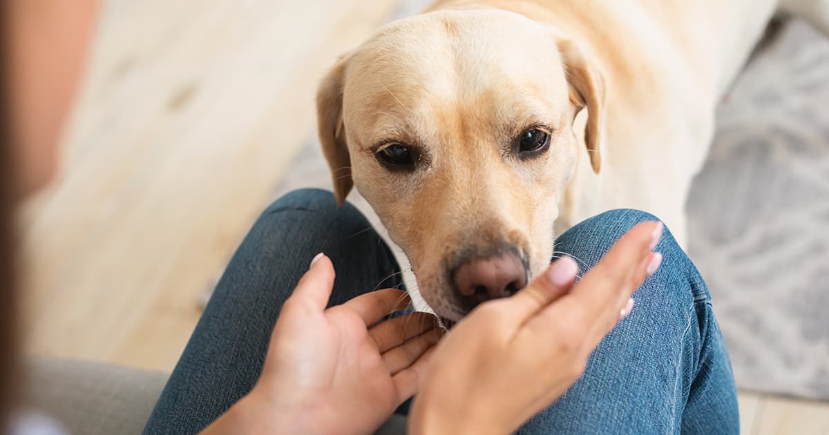 Pet-n-Sur - Why do dogs lick people?