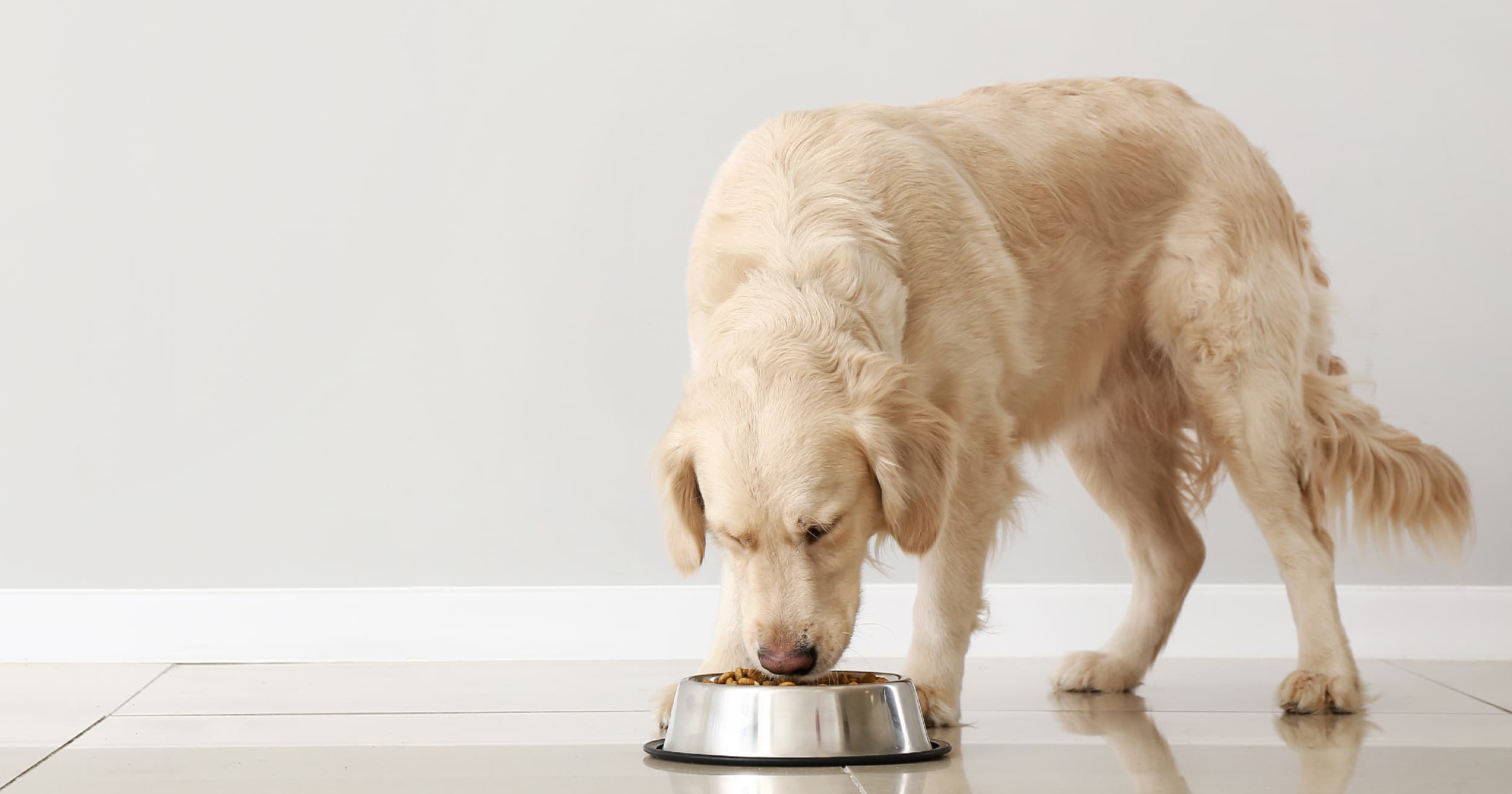 Obesity Changes Your Dog s Fecal Microbiome